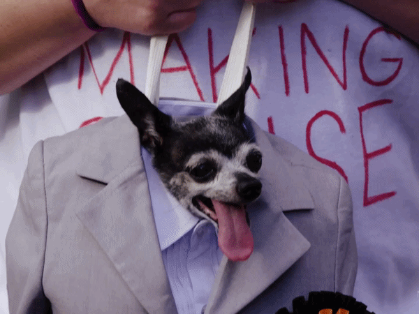 New York’s Best-Dressed Dogs Compete